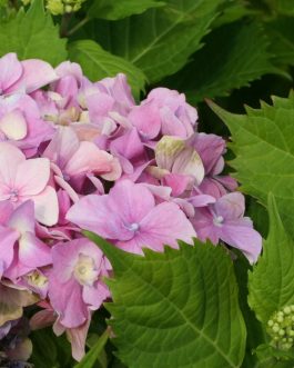 J.F Mac Leod - Hydrangea macrophylla (Fleurs rondes)