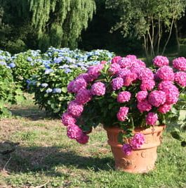 Rosita - Hydrangea macrophylla (Fleurs rondes)