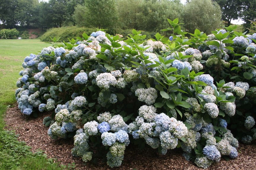 All Summer Beauty - Hydrangea macrophylla (Fleurs rondes)