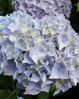 All Summer Beauty - Hydrangea macrophylla (Fleurs rondes)