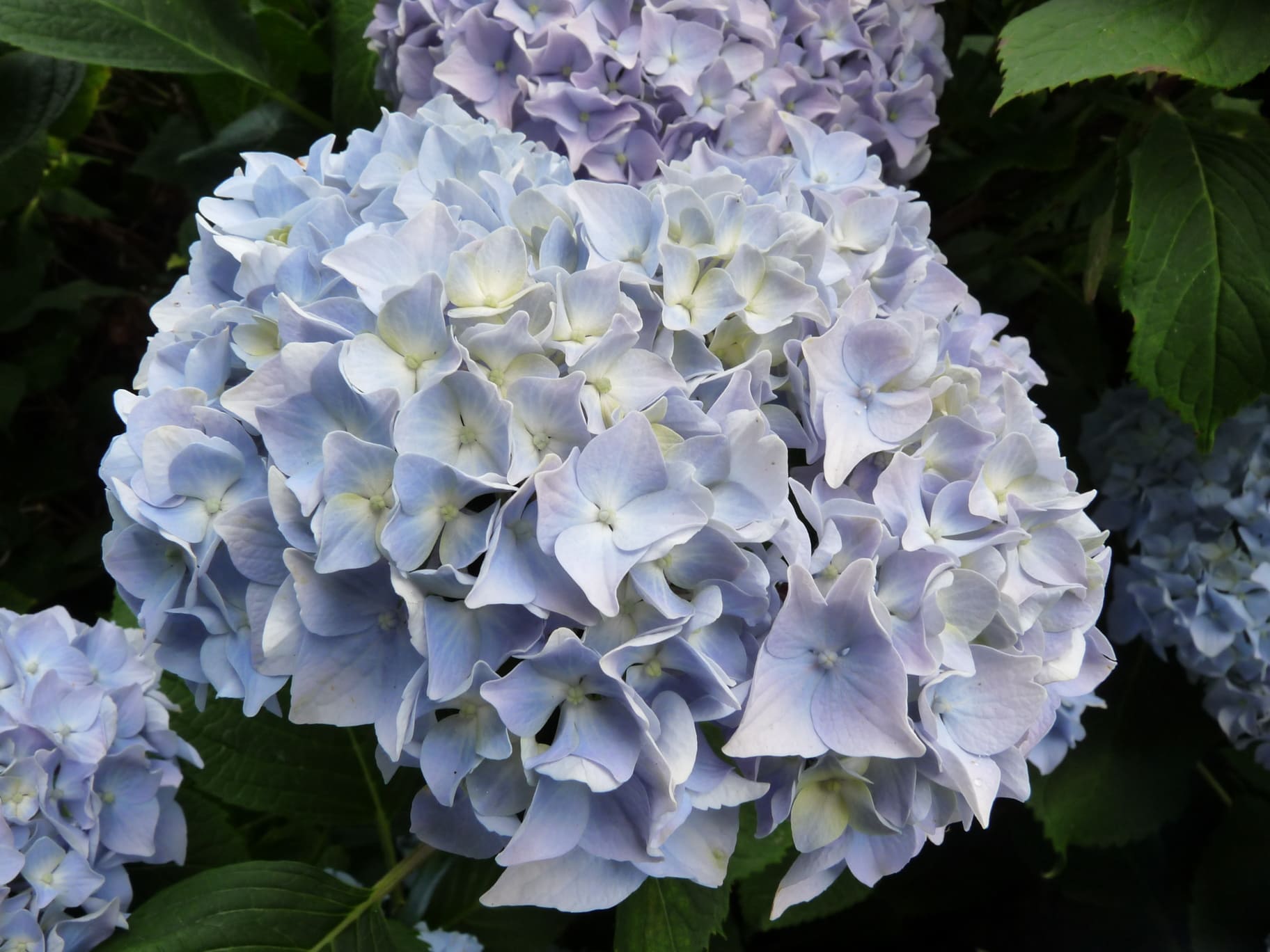 All Summer Beauty - Hydrangea macrophylla (Fleurs rondes) – Image 3