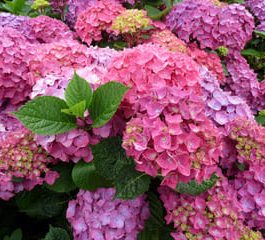 Arthur Billard - Hydrangea macrophylla (Fleurs rondes)