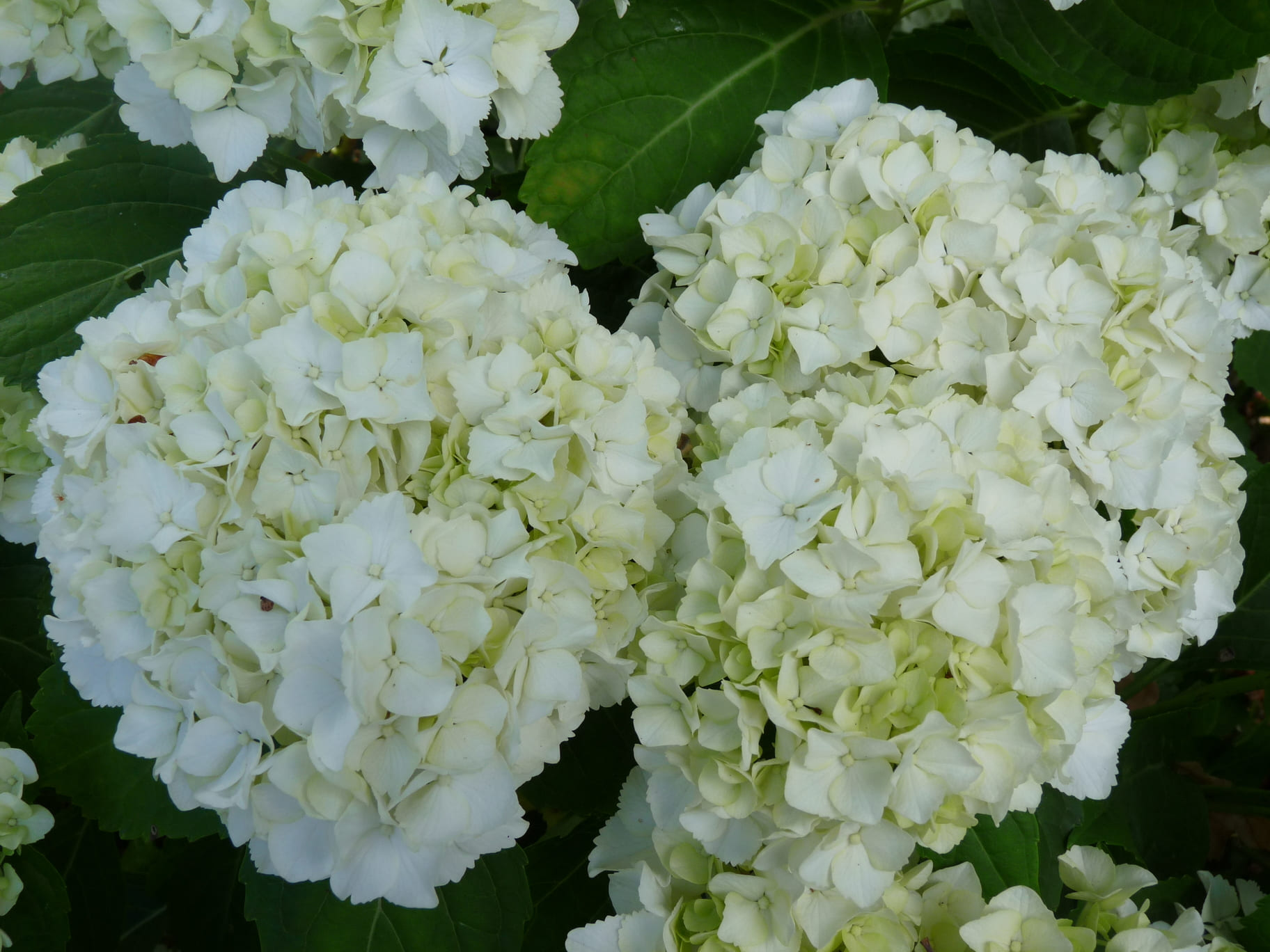 Bright of white - Hydrangea macrophylla (Fleurs rondes) – Image 3