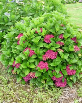 Bottstein - Hydrangea macrophylla (Fleurs rondes)