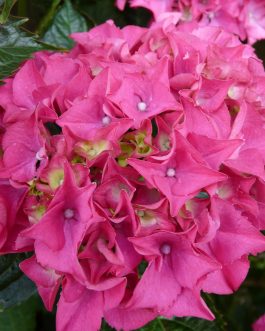 Bottstein - Hydrangea macrophylla (Fleurs rondes)