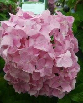 Doolley - Hydrangea macrophylla (Fleurs rondes)