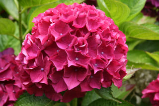 Doris - Hydrangea macrophylla (Fleurs rondes) – Image 2