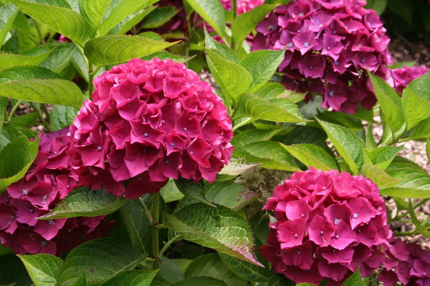 Doris - Hydrangea macrophylla (Fleurs rondes)
