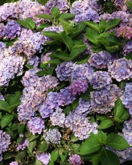 Eldorado - Hydrangea macrophylla (Fleurs rondes)