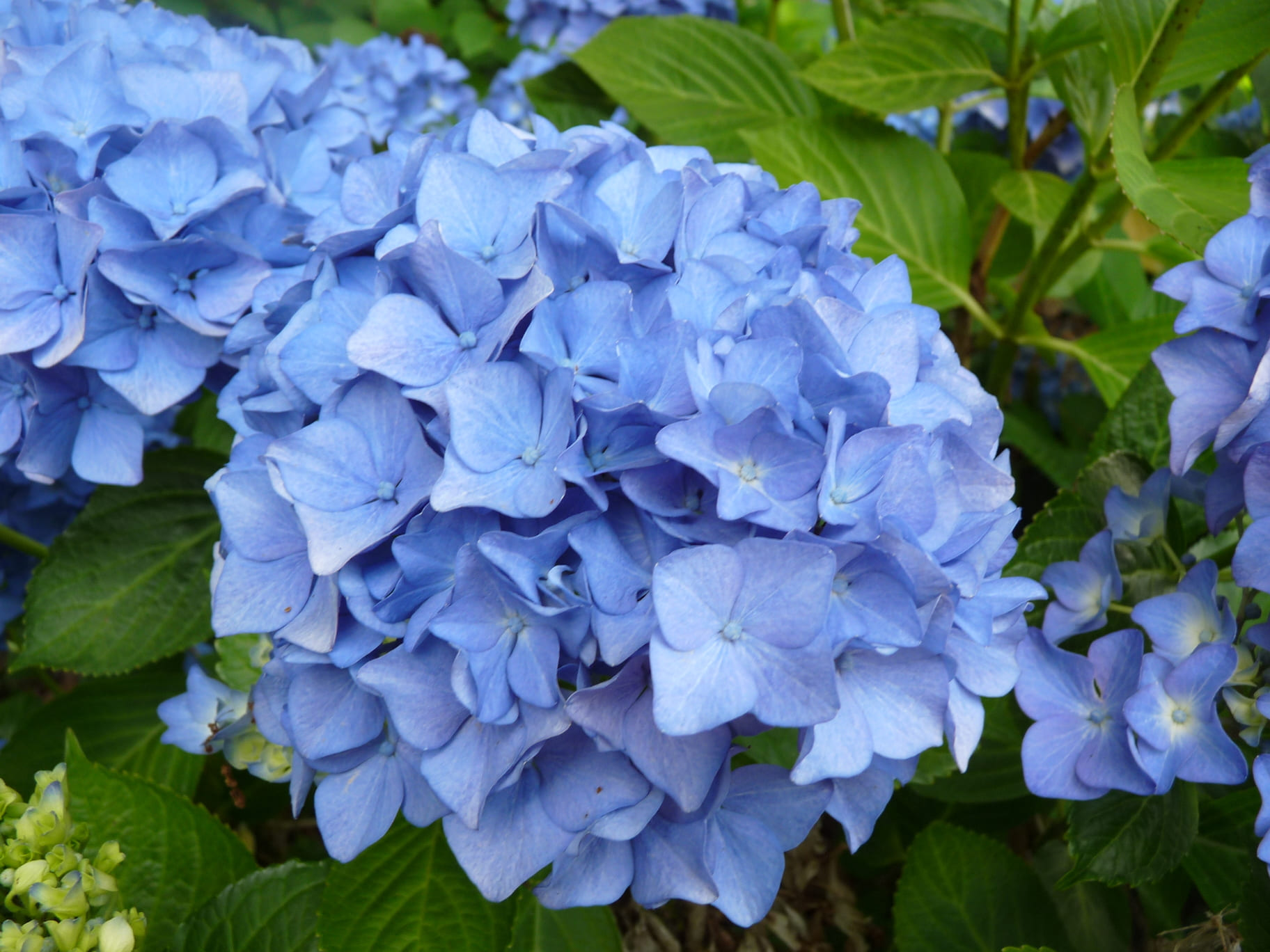 Enziandom - Hydrangea macrophylla (Fleurs rondes) – Image 2
