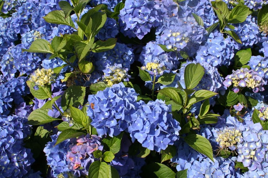 Enziandom - Hydrangea macrophylla (Fleurs rondes)