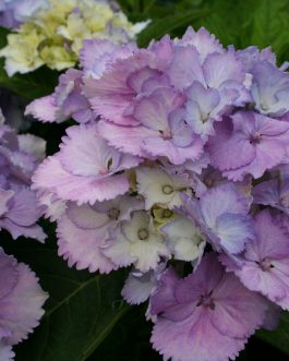 Eric Pellerin - Hydrangea macrophylla (Fleurs rondes)