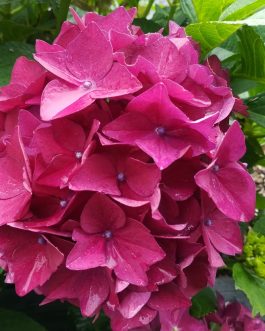 Eugen Hahn - Hydrangea macrophylla (Fleurs rondes)