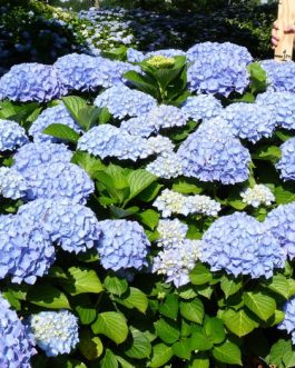 Favorite - Hydrangea macrophylla (Fleurs rondes)
