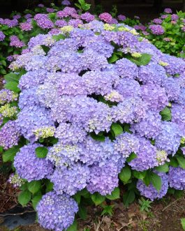 Freudenstein - Hydrangea macrophylla (Fleurs rondes)