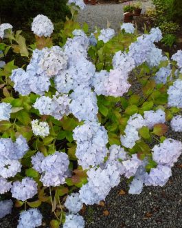 Frillibet - Hydrangea macrophylla (Fleurs rondes)