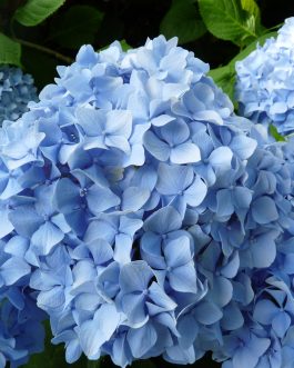 Générale Vicomtesse de Vibraye - Hydrangea macrophylla (Fleurs rondes)