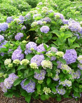 Gertrud Glahn - Hydrangea macrophylla (Fleurs rondes)