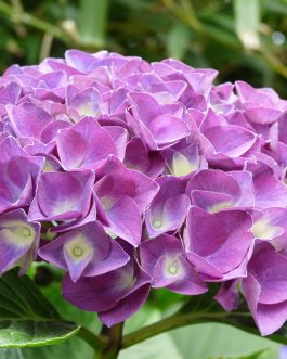 Glarnish - Hydrangea macrophylla (Fleurs rondes)