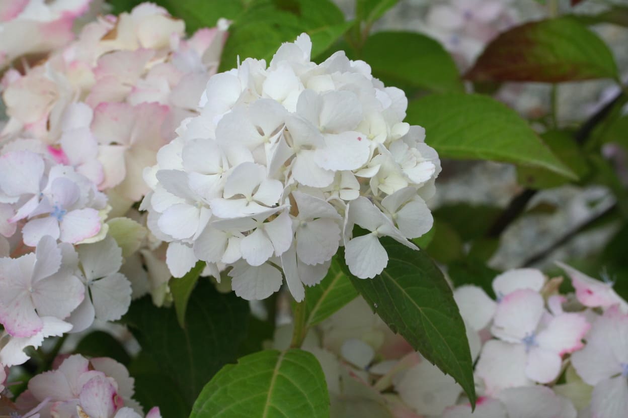 Glyn Church - Hydrangea macrophylla (Fleurs rondes)