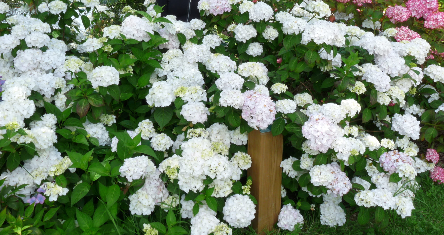 Glyn Church - Hydrangea macrophylla (Fleurs rondes) – Image 2