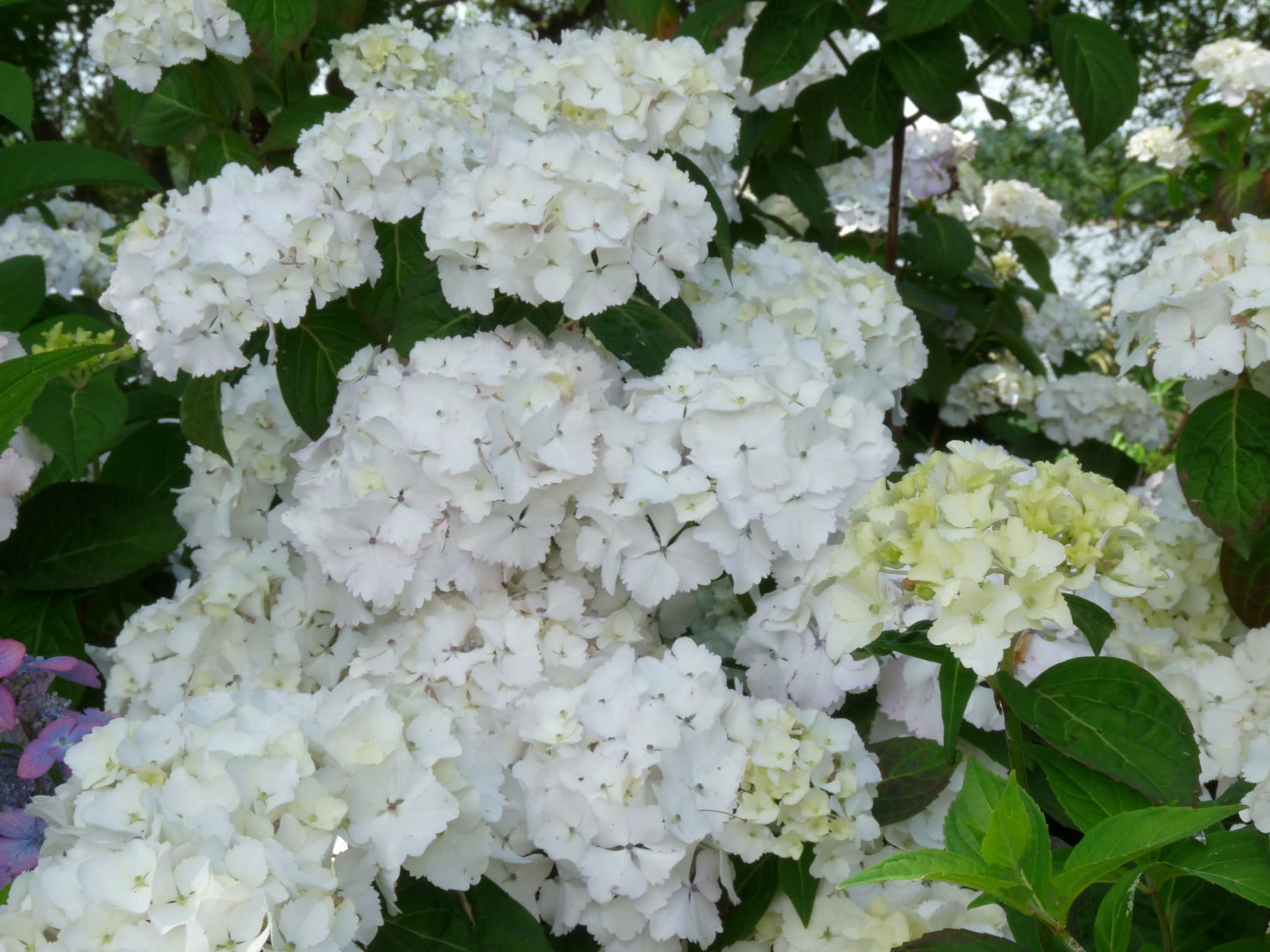 Glyn Church - Hydrangea macrophylla (Fleurs rondes) – Image 3