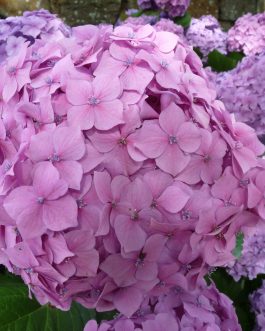 Goliath - Hydrangea macrophylla (Fleurs rondes)