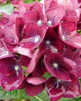 Green Shadow - Hydrangea macrophylla (Fleurs rondes)