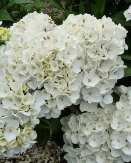 Holibel - Hydrangea macrophylla (Fleurs rondes)
