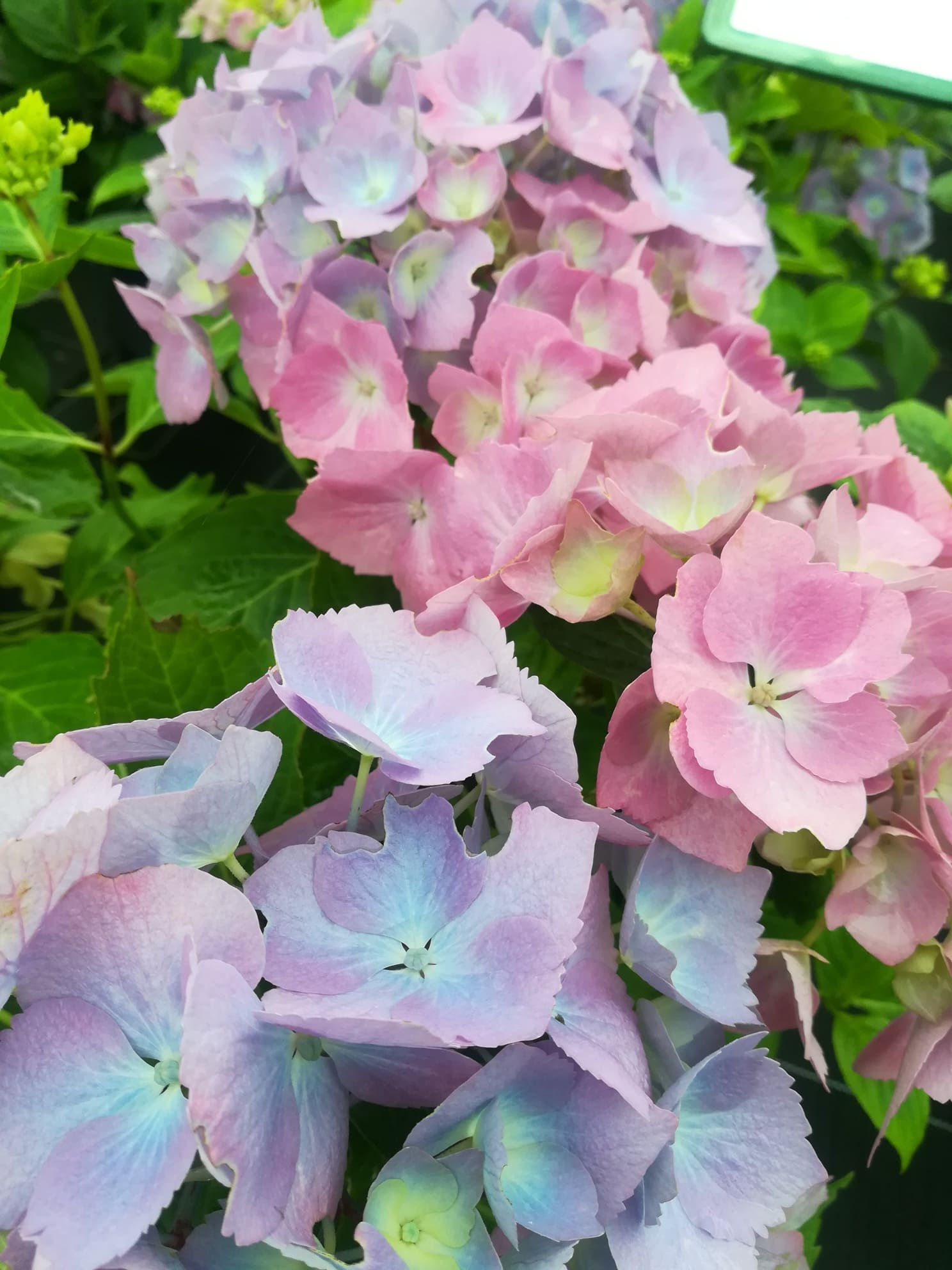 Holstein - Hydrangea macrophylla (Fleurs rondes) – Image 2