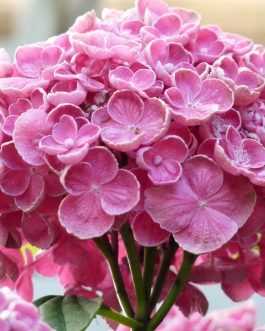 Hop corn - Hydrangea macrophylla (Fleurs rondes)