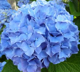 Iris - Hydrangea macrophylla (Fleurs rondes)