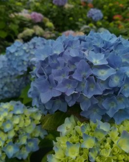 Kuhnert - Hydrangea macrophylla (Fleurs rondes)