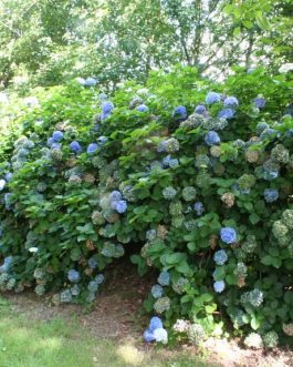 Kuhnert - Hydrangea macrophylla (Fleurs rondes)