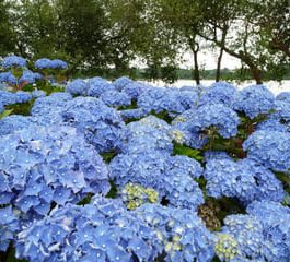 La France - Hydrangea macrophylla (Fleurs rondes)