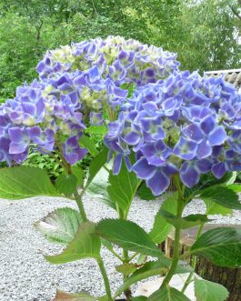 Lady Fujiyo - Hydrangea macrophylla (Fleurs rondes)