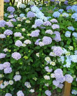 Lady Taïko - Hydrangea macrophylla (Fleurs rondes)