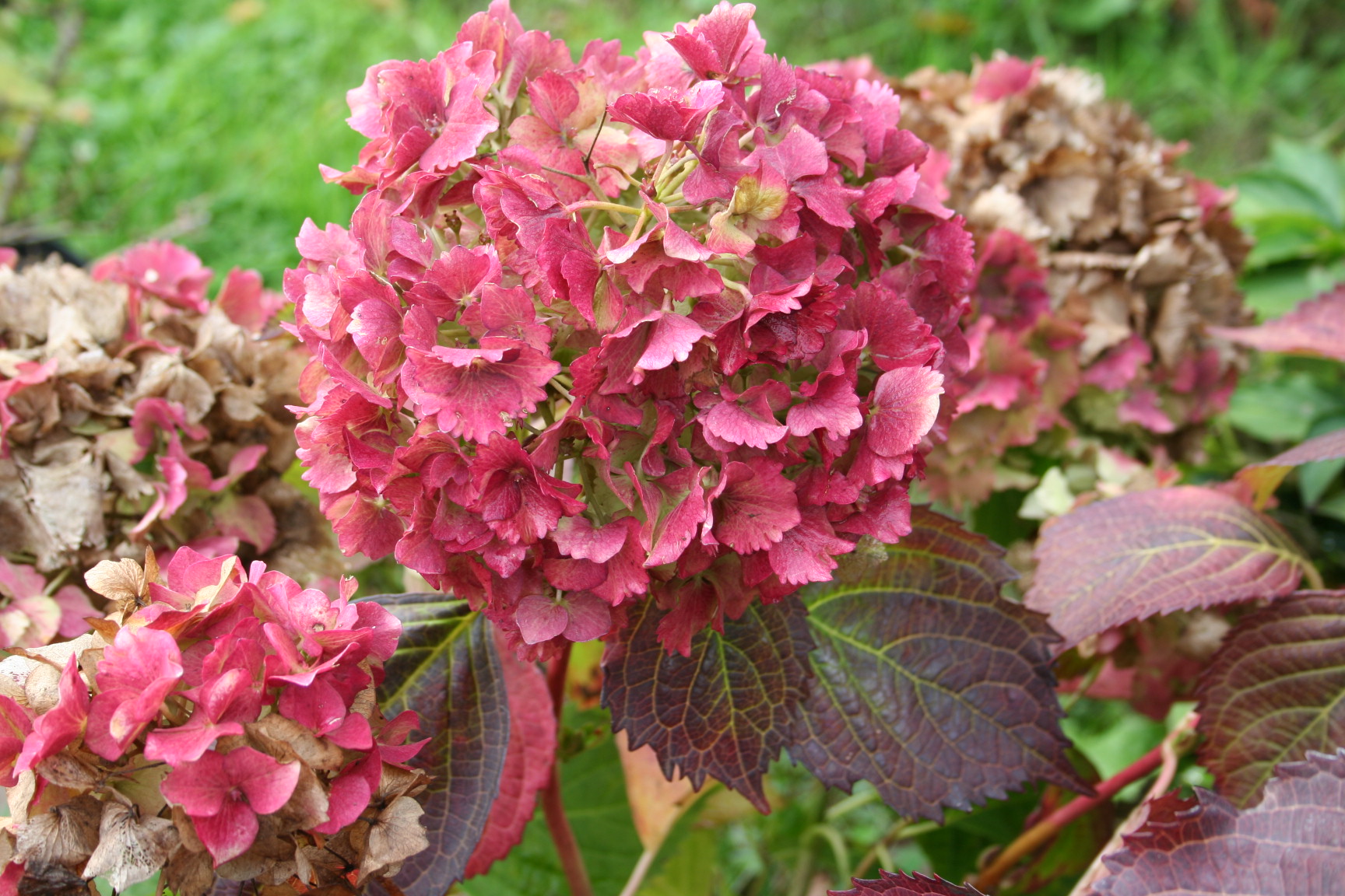 Lancelot - Hydrangea macrophylla (Fleurs rondes) – Image 3
