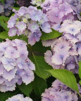 Lancelot - Hydrangea macrophylla (Fleurs rondes)