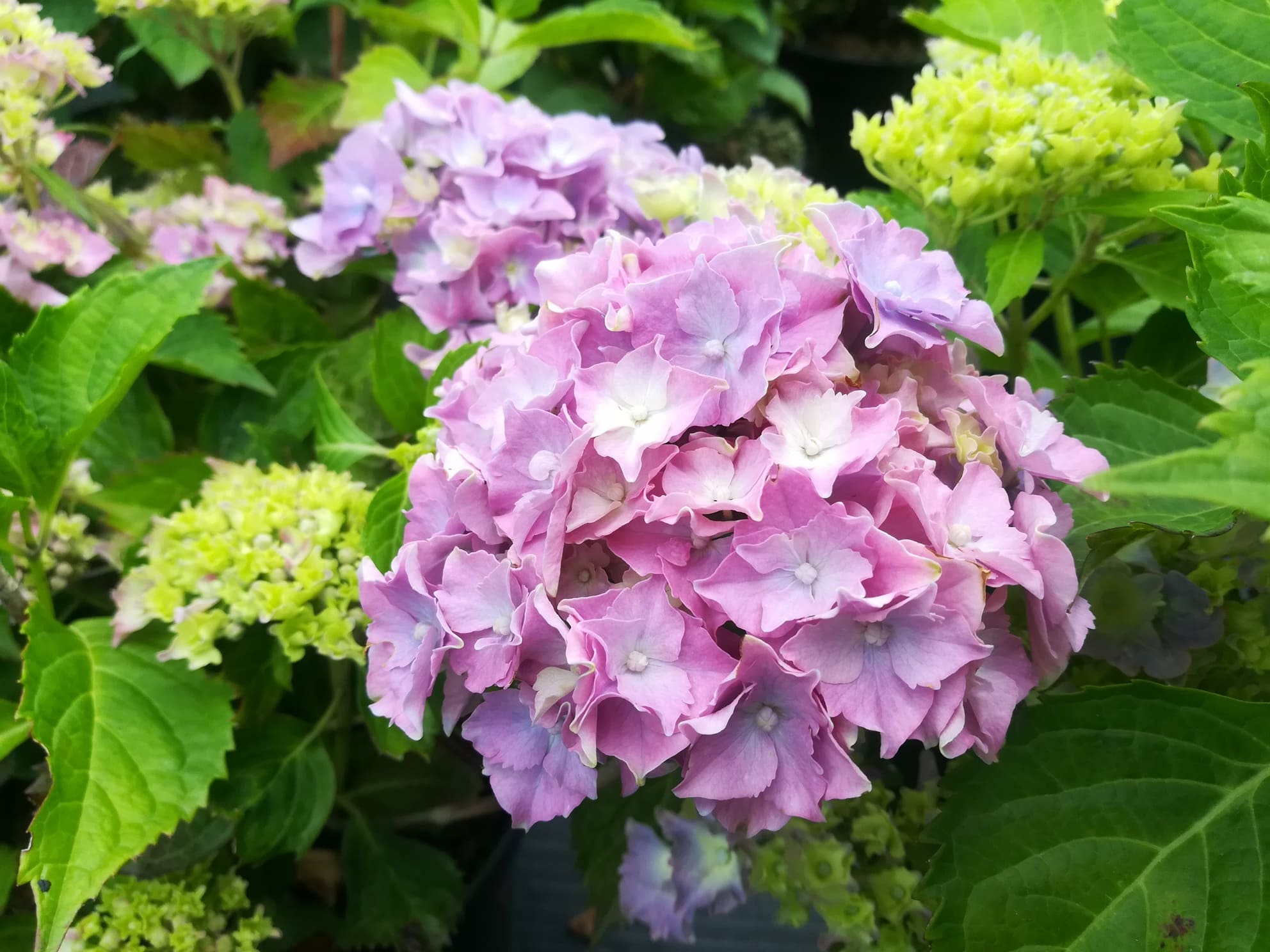 Lancelot - Hydrangea macrophylla (Fleurs rondes) – Image 2