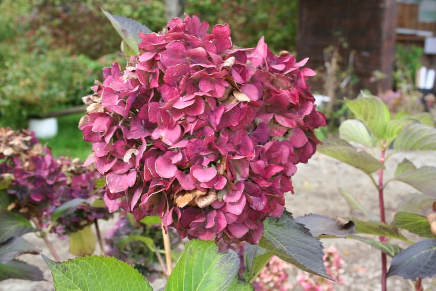 Land Express - Hydrangea macrophylla (Fleurs rondes) – Image 3