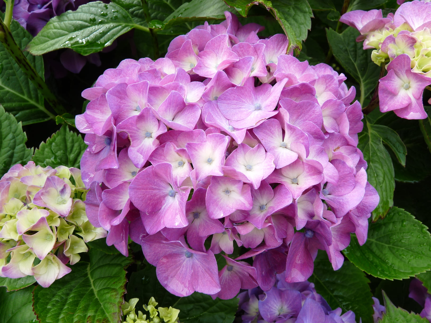 Lemmenhoff - Hydrangea macrophylla (Fleurs rondes) – Image 2