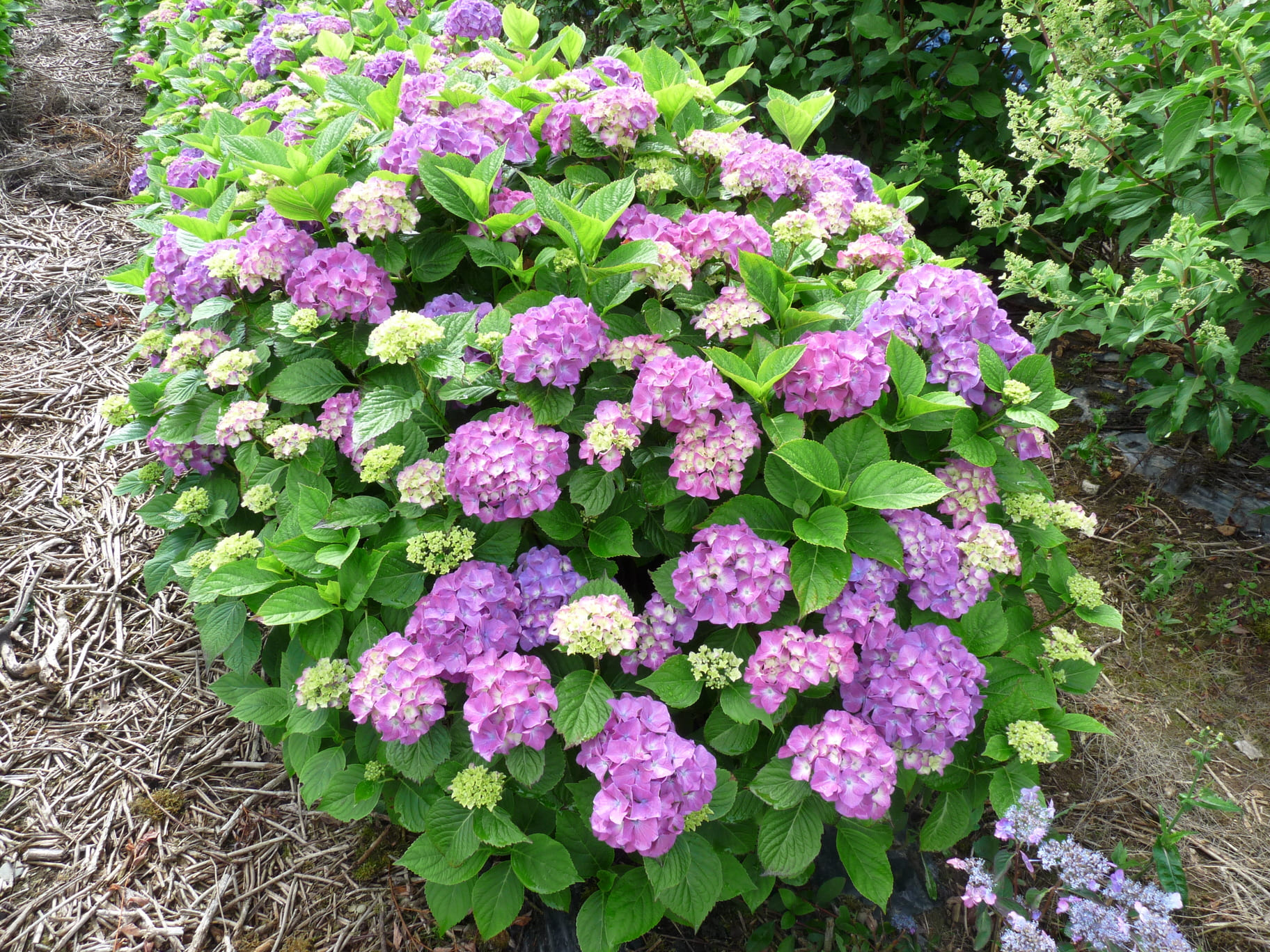 Lemmenhoff - Hydrangea macrophylla (Fleurs rondes)