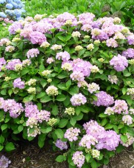 Madame Plumecoq - Hydrangea macrophylla (Fleurs rondes)