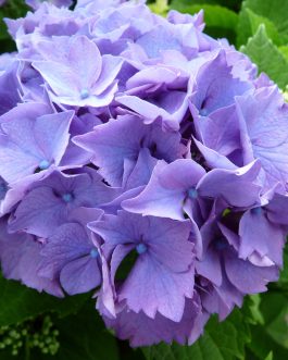 Mascotte - Hydrangea macrophylla (Fleurs rondes)