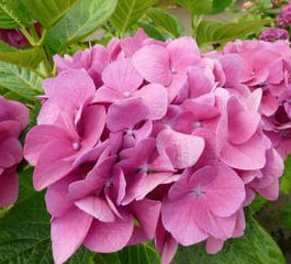 Merveille - Hydrangea macrophylla (Fleurs rondes)