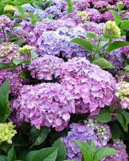 Miss Belgium - Hydrangea macrophylla (Fleurs rondes)