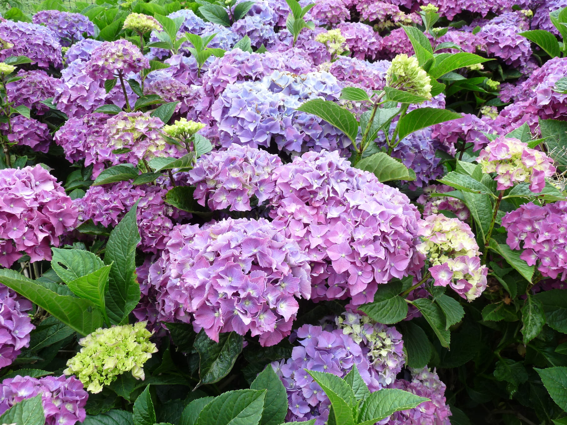 Miss Belgium - Hydrangea macrophylla (Fleurs rondes)