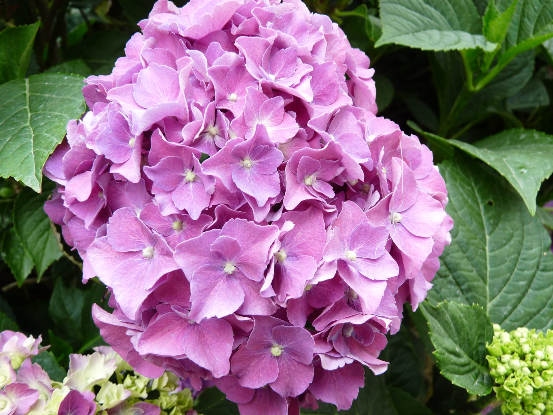 Miss Belgium - Hydrangea macrophylla (Fleurs rondes) – Image 2