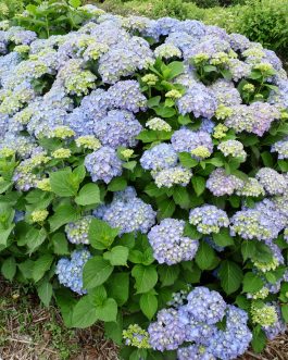 Miss Hepburn - Hydrangea macrophylla (Fleurs rondes)